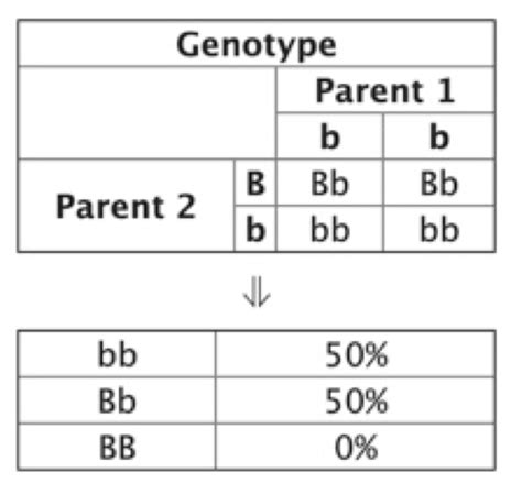 Punnett Square Examples