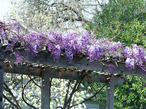 Wisteria Trellis by Mthrof2 on DeviantArt