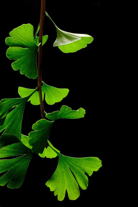 Ginko leaves in summer, beautifully photographed against a black ...