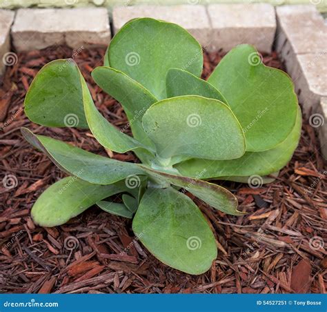 Flapjack Succulent stock image. Image of foliage, leaves - 54527251