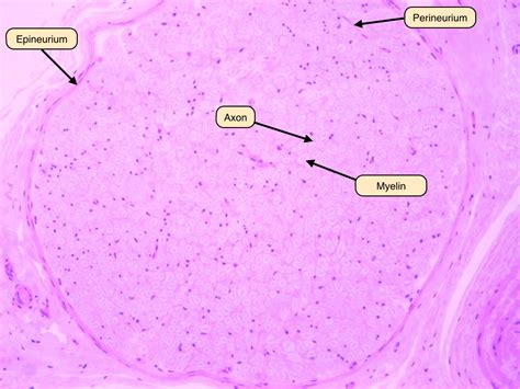 Myelinated Axon EM