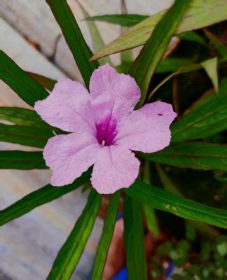 Ruellia tuberosa: Medicinal uses, benefits, and plant care