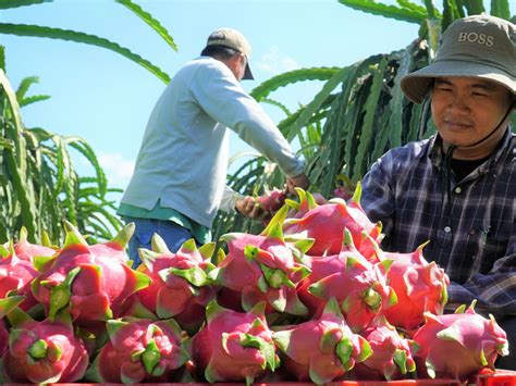 Câu chuyện thú vị: Lần đầu tiên trái thanh long có trong mì ăn liền