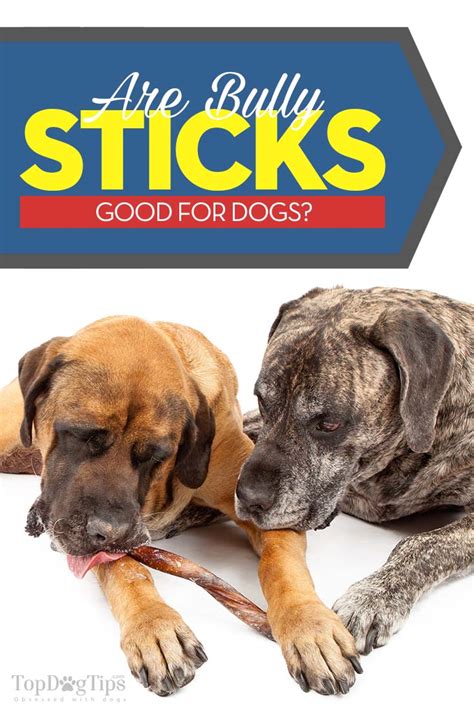 Are Bully Sticks Good for Dogs? Everything Pet Owners Must Know