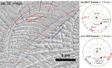 The two types of branches observed in dendrites viewed parallel to the ...