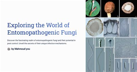 Exploring the World of Entomopathogenic Fungi