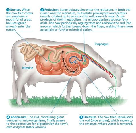 Digestion system parts | Cow digestive system, Large animal vet, Animal ...