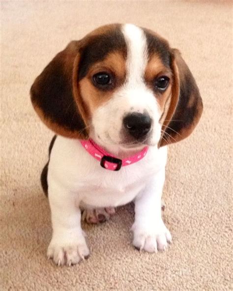 Beagle – Friendly and Curious | Beagle dog, Pocket beagle, Beagle puppy