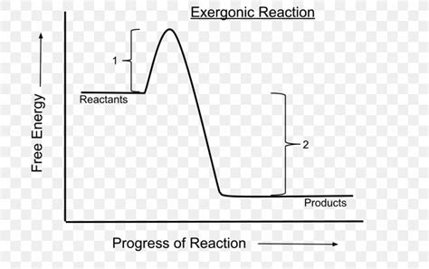 Exergonic Reaction Endergonic Reaction Chemical Reaction Exergonic ...