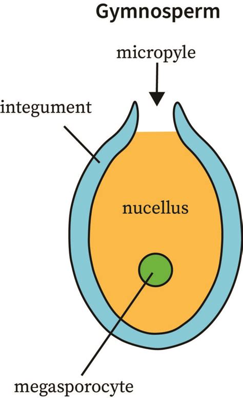 Life Cycle Of Gymnosperms | bartleby