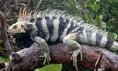 New iguana species found hiding in plain sight