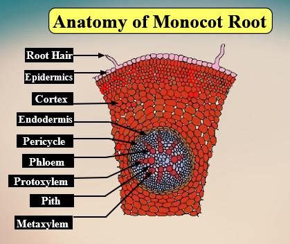 Root Diagram Monocot