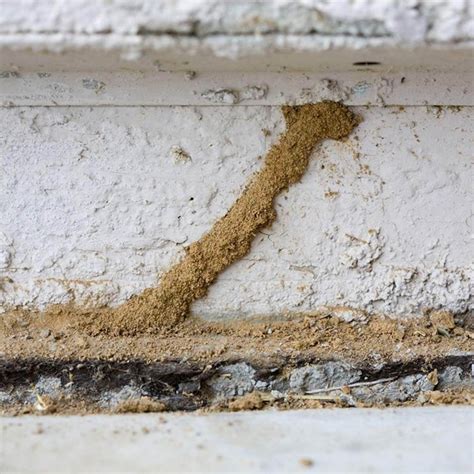 13 Must-Know Tips for DIY Termite Control — The Family Handyman