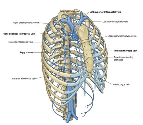 Azygos and Hemiazygos Veins – Earth's Lab