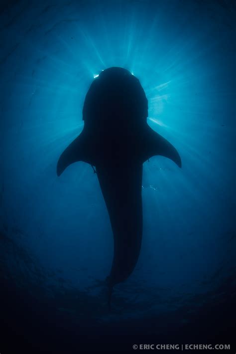 Whale shark silhouette | A whale shark (Rhincodon typus) blo… | Flickr