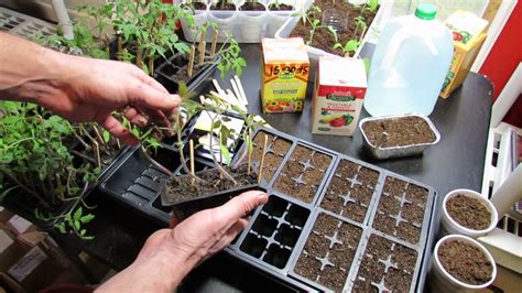 Starting Vegetable Seeds Indoors: Planting, Watering, Feeding Tomatoes ...