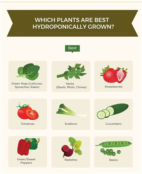 the different types of vegetables are shown in this info sheet, which ...