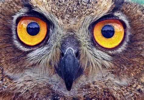 Owl Eyes Stare - Free photo on Pixabay - Pixabay