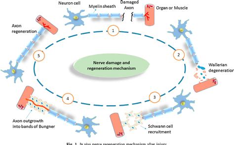 Figure 1 from Regeneration of peripheral nerves by nerve guidance ...