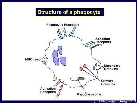 Structure of a phagocyte | Open educational resources, Microbiology ...