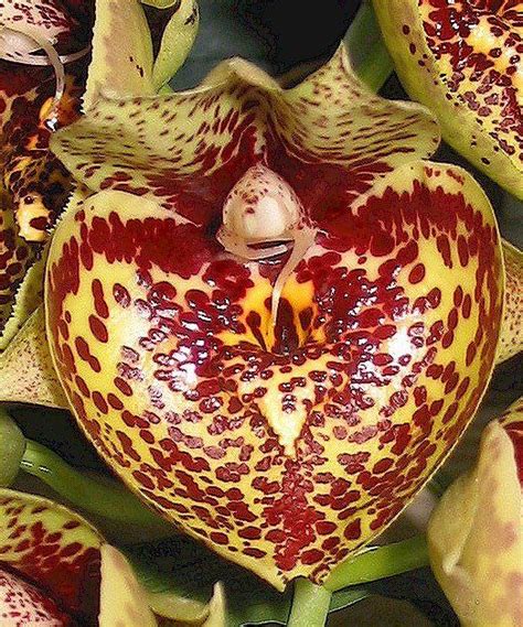 Catasetum [Ctsm.] - NATURAL | Beautiful orchids, Rare flowers ...