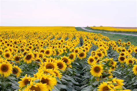 Sunflower Wallpapers Images Photos Pictures Backgrounds