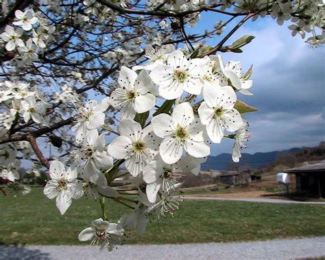 Bradford_pear_tree_blossoms - The Plant Guide