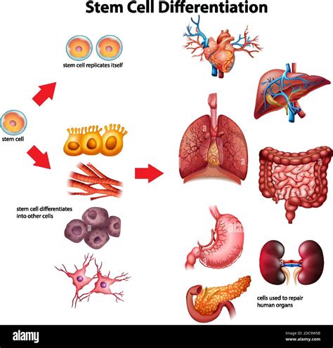 Stem cell differentiation diagram illustration Stock Vector Image & Art ...