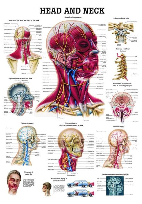 Head and Neck Laminated Anatomy Chart | Human body anatomy, Body ...