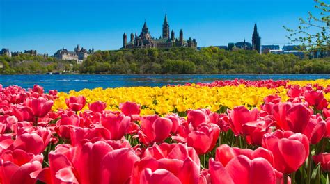 Ottowa Tulip Festival Ottowa, Canada | Tulip Travel