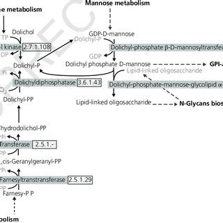 13 Dolichol metabolism. Dolichol cycles in the endoplasmic reticulum ...