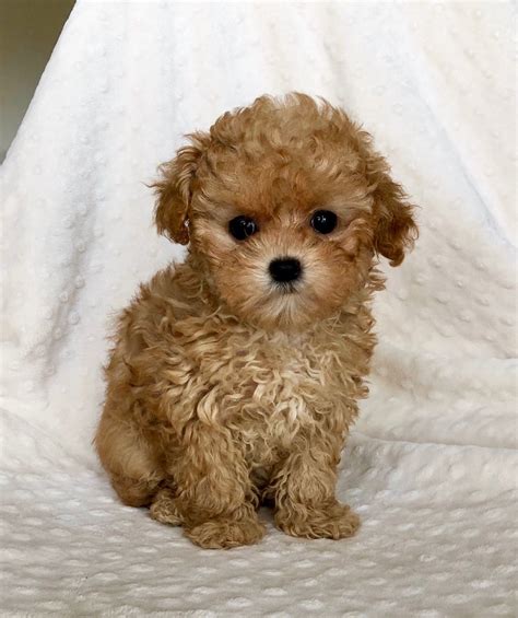 REDDISH APRICOT Teacup Maltipoo Puppy! | iHeartTeacups