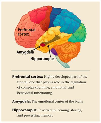 Anatomy of the Human Brain