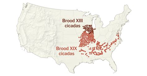 Double Cicada Brood 2024 Map - Kandy Loreen