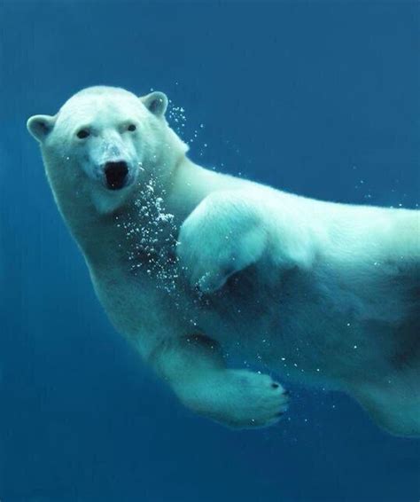 Beautiful picture of the Polar Bear swimming | Белые медвежата, Белые ...