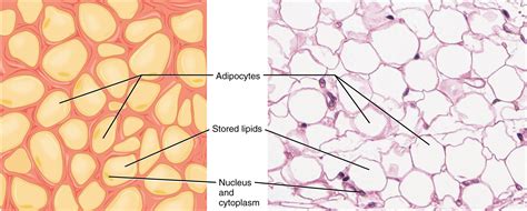 Adipose Loose Connective Tissue