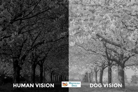 What Do Dogs See? 10 Dog Vision Examples - Marvelous Dogs