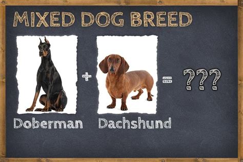 Doberman Dachshund Mix (Doxie Dobie) Info, Pictures, & Facts | ZooAwesome