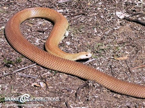 Mulga Snake Snake Venom, Creature Feature, Snakes, Australian, Breeds ...