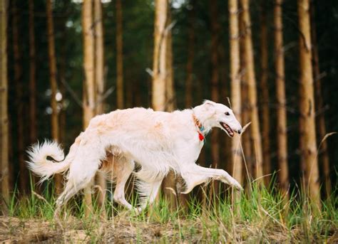 Borzoi Dog Breed Health and Care | PetMD