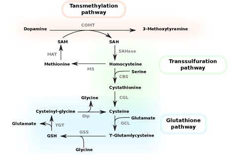 Dopamine Synthesis And Degradation