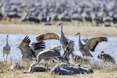 Alabama sandhill crane hunting: Why now? How does it taste? - al.com