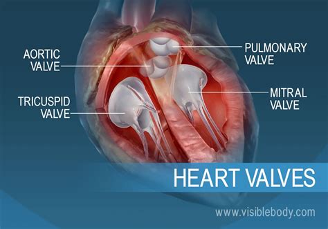 The Heart | Circulatory Anatomy