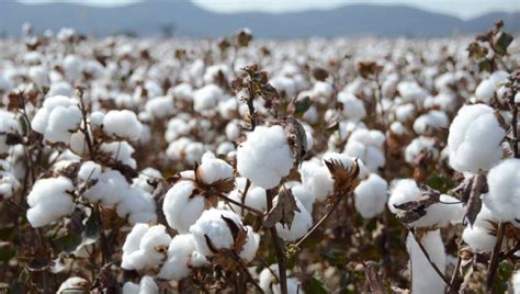 Cotton production expands by 20% - Zambian Business Times