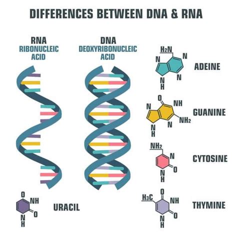 RNA | kserietv.com