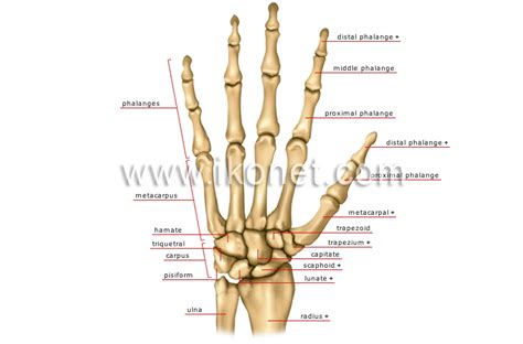 human being > anatomy > skeleton > hand image - Visual Dictionary