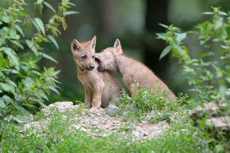 Wolf cubs raised by humans become attached to us like puppies ...