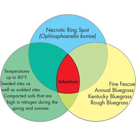 Necrotic Ring Spot Lawn Care Treatment & Control Tips | TruGreen