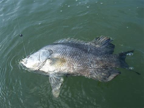 Tripletail Fishing | Fin & Field