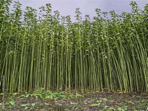 green tall jute plants with white sky. Jute cultivation in Bangladesh ...